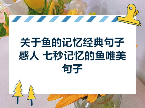 关于鱼的记忆经典句子感人七秒记忆的鱼唯美句子